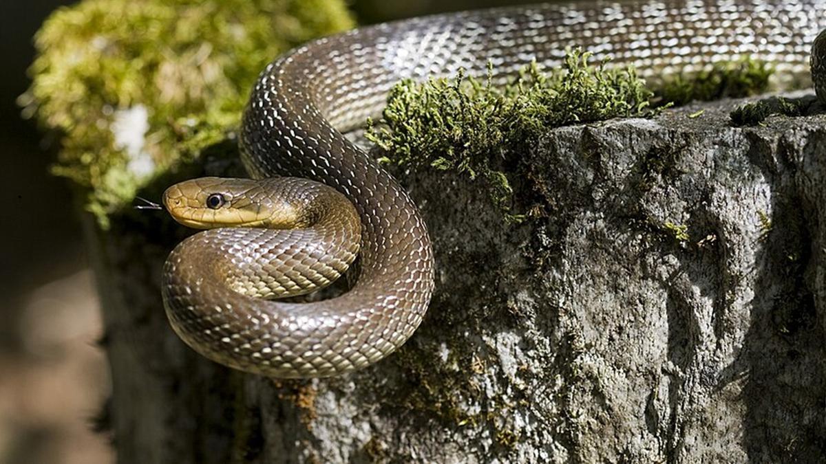 Ular Tikus Apakah Berbahaya? Kenali Ciri dan Cara Aman Mengatasinya