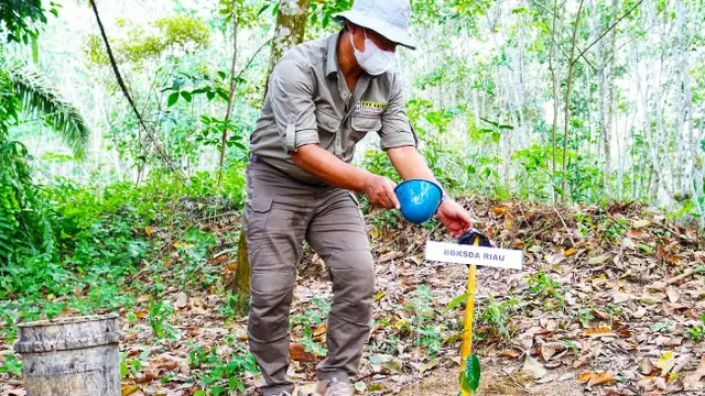 Kepala BBKSDA Riau Suharyono menanam tanaman kehidupan di lahan untuk perlintasan gajah sumatra di Kabupaten Bengkalis.