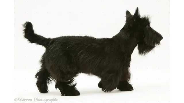 Alasan Pemerintah Scotlandia Mengincar Anjing Jenis Ini