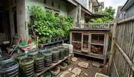 Halaman Belakang Rumah Sempit Bisa Panen Ikan, Telur, dan Sayur Sekaligus, Begini Caranya