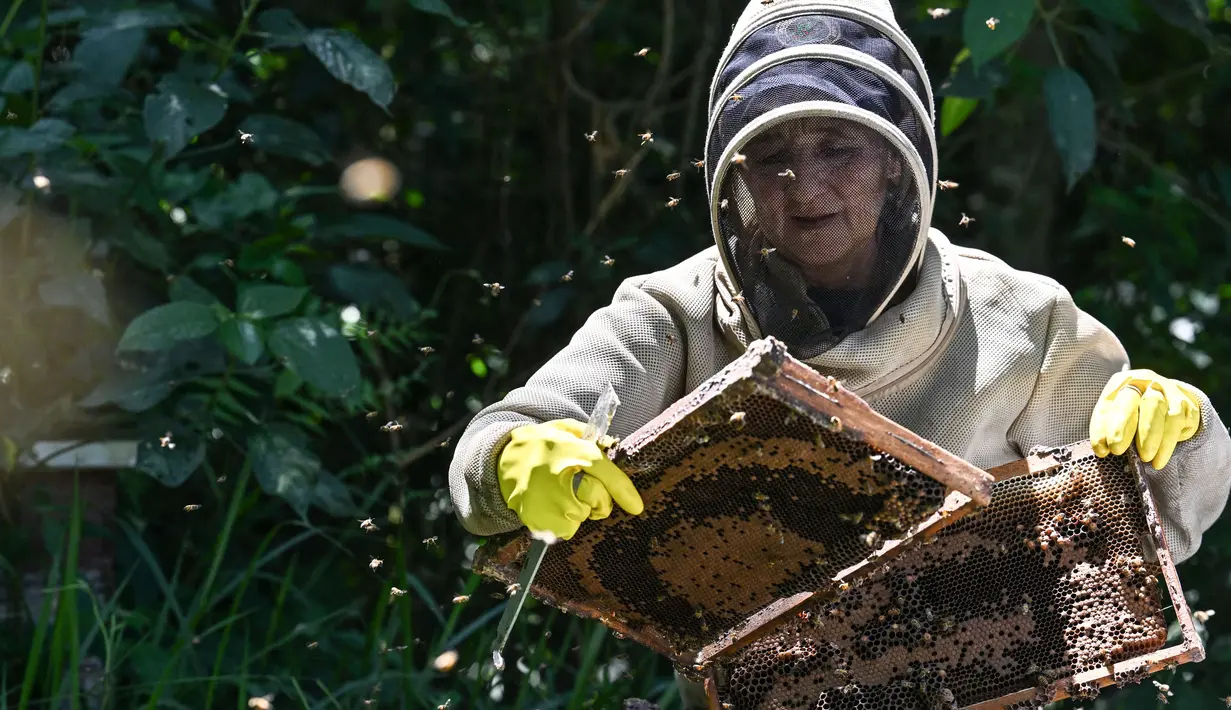 Pemeliharaan akan berkontribusi pada konservasi lebah yang terancam oleh perubahan iklim dan agrokimia. (Juan BARRETO/AFP)