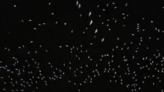Pelikan putih, salah satu burung terbesar dari Kanada dan Amerika Serikat, terlihat terbang di atas pantai laguna Chapala di Cojumatlan, Meksiko pada 28 Januari 2020. Pelikan putih melakukan perjalanan ribuan kilometer bermigrasi dari suhu rendah Amerika Utara. (Photo by ULISES RUIZ / AFP)