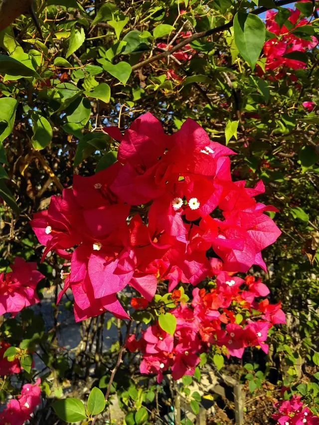 ilustrasi bunga hias untuk mempercantik rumah/cak nur 52/shutterstock