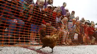 Seekor ayam betina terlihat melewati garis finis dalam World Hen Racing Championships di Bonsall, Inggris, Sabtu (1/8/2015). Sejumlah ayam betina adu kecepatan untuk menjadi pemenang dalam kejuaran tersebut. (Reuters/Darren Staples)