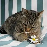 Para Kucing Ini Menyukai Bunga Lebih Dari yang Kamu Bayangkan