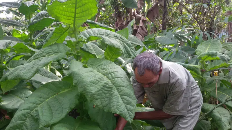 Tengkulak menekan harga tembakau petani ke kisaran Rp 20 ribu per kg. 