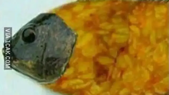 6 Menu Sahur Irit Pakai Tempe Ini Bentuknya Unik, Ada-Ada Saja