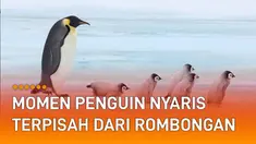 Penguin yang terjebak berusaha berlari keluar agar tak terbawa potongan es itu.