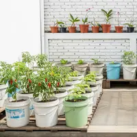 Ide Kebun Sayur Minimalis Belakang Rumah Modal Rp 300 Ribu/AI