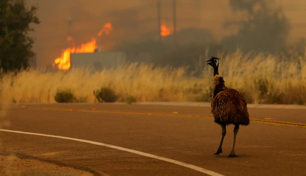 Seekor burung emu dengan luka bakar terlihat kebingungan saat kebakaran melanda California, Amerika Serikat, Senin (20/6). Kebakaran yang terjadi di California disebabkan suhu tinggi dan musim kering yang berkepanjangan. (REUTERS/Mike Blake)