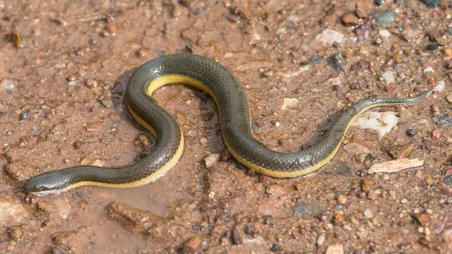 Ular Padi