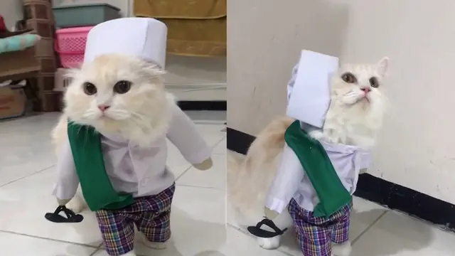 Unggahan video viral dari tingkah seekor kucing memakai pakaian salat.