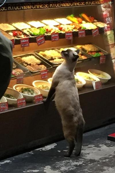 copyright by rocketnews24.com