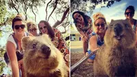 Booming, Tren Quokka Selfie di Australia -- blm--