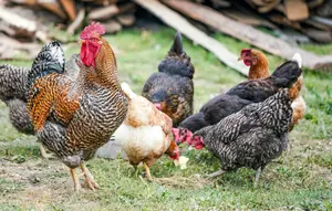10 Hewan Pemakan Serangga yang Bisa Dipelihara di Pekarangan, Ampuh Usir Hama
