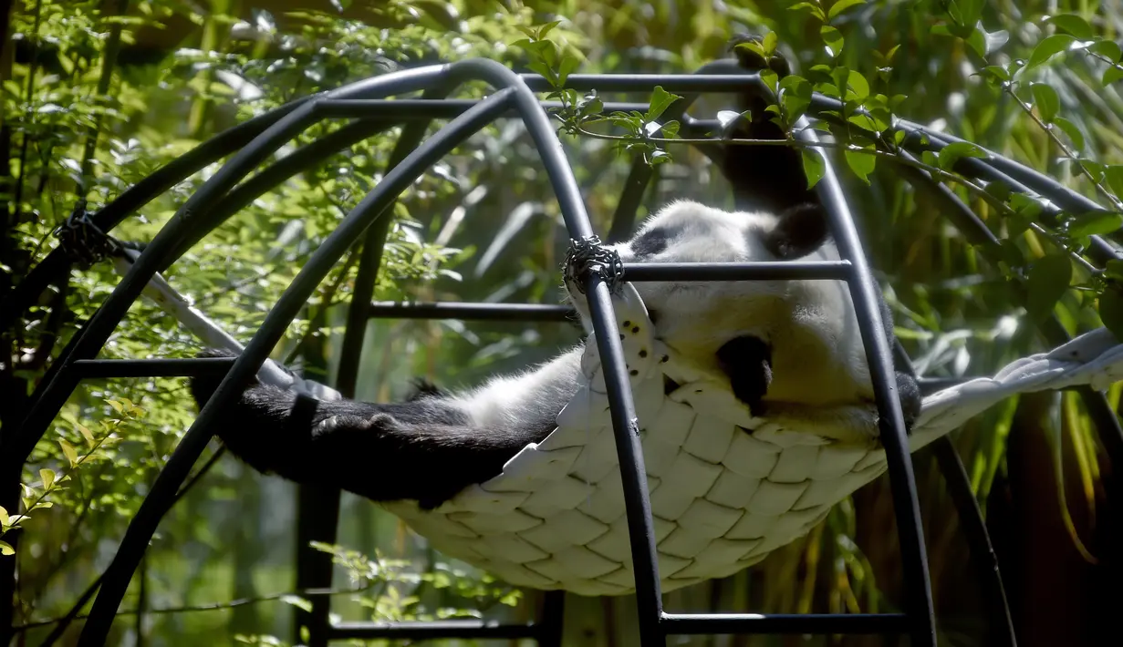 Xin Xin, panda raksasa wanita (Ailuropoda melanoleuca) beristirahat di kebun binatang Chapultepec, Mexico City (12/2/2020). Xin Xin dan Shuan Shuan merupakan dua spesimen Hewan yang lahir di Meksiko dan satu-satunya di dunia yang tidak dimiliki China. (AFP/Alfredo Estrella)