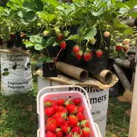 Petik buah stroberi di MD Farm di Kecamatan Gunungguruh Kabupaten Sukabumi. (Liputan6.com/Fira Syahrin).