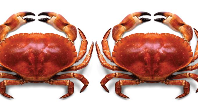 Hasil gambar untuk kepiting