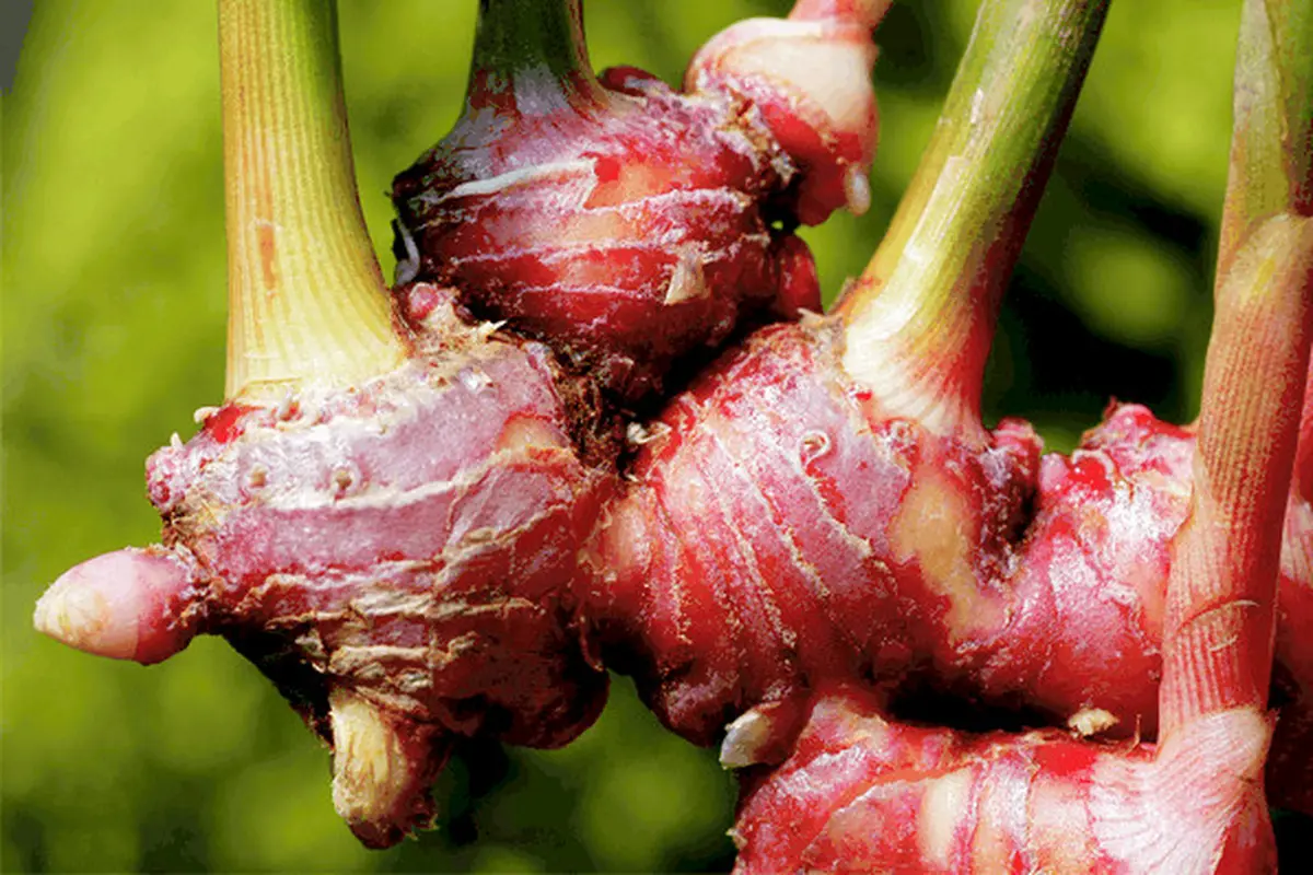 Tanaman Jahe Merah | Sumber: maxmanroe.com