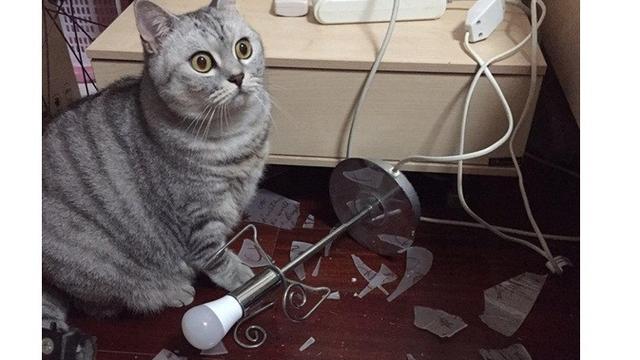 7 Tingkah Laku Nyeleneh Hewan Peliharaan Ini Bikin Geregetan