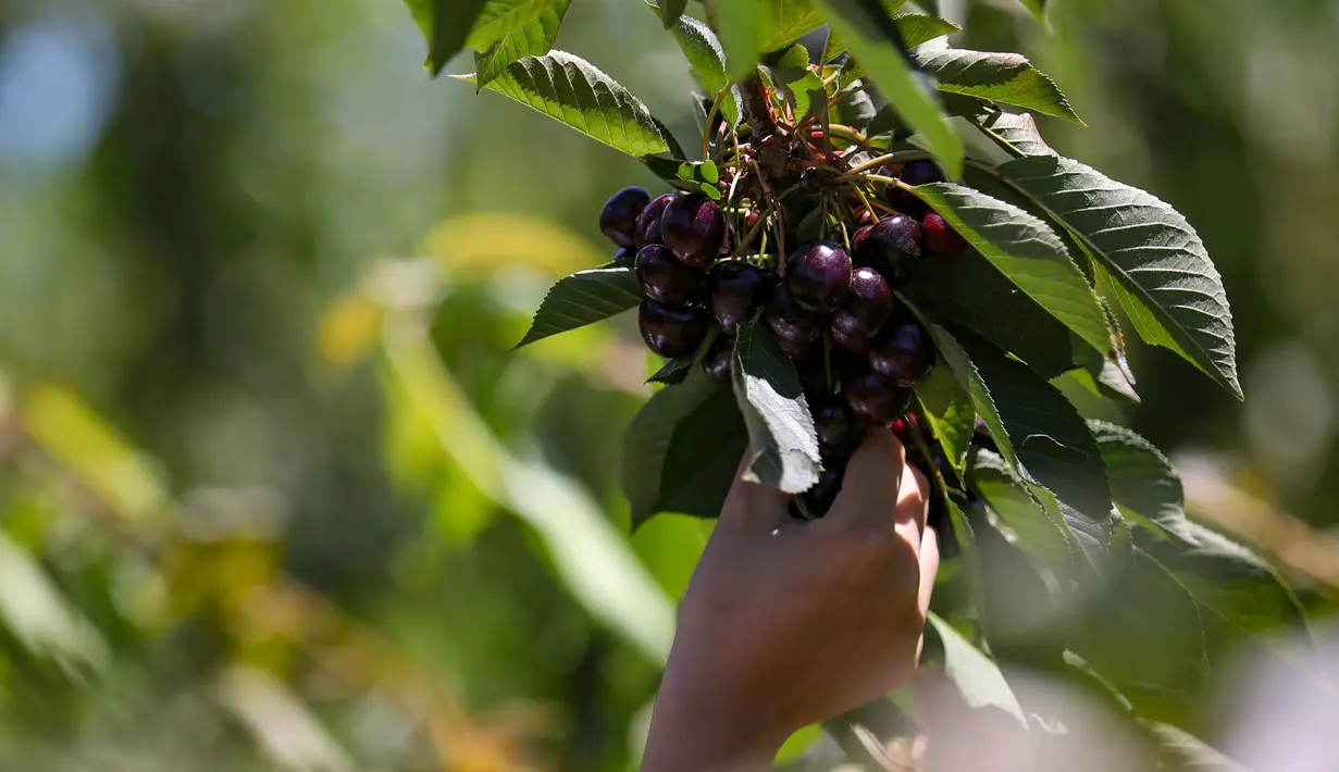 Buah ceri terlihat di sebuah kebun buah di Young, Negara Bagian New South Wales, Australia, 12 Desember 2020. Kota Young setiap tahunnya menghasilkan salah satu ceri berkualitas terbaik di dunia. (Xinhua/Bai Xuefei)