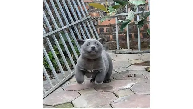 Viral, 7 Ekspresi Konyol Anjing Ini Sukses Bikin Gemas Netizen