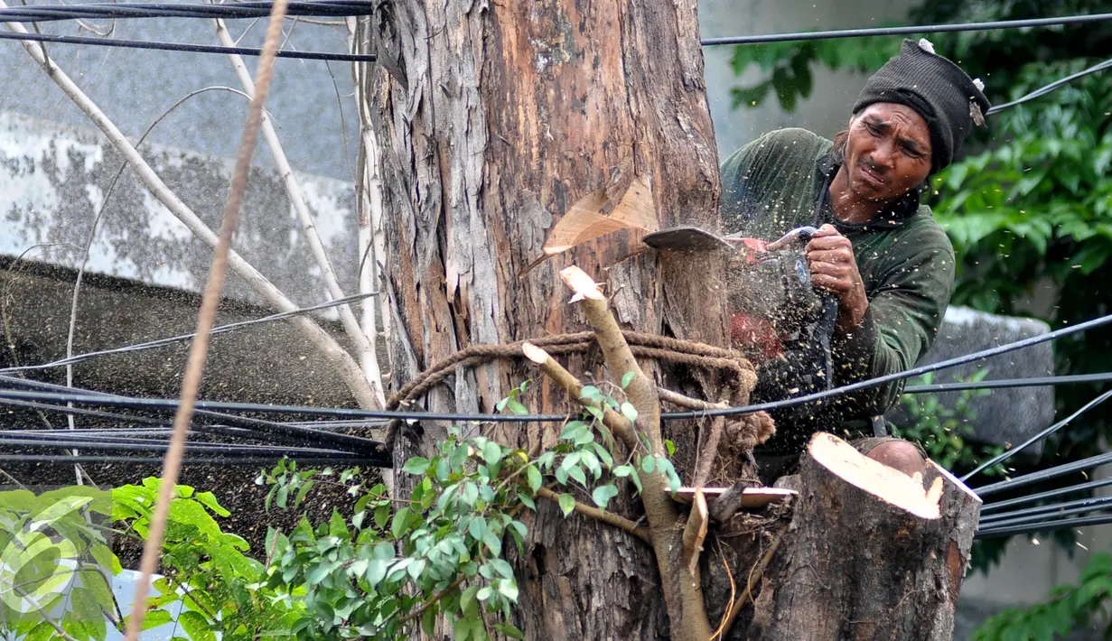 Petugas Dinas Pertamanan Jakarta Timur memotong pohon tua beresiko tumbang di kawasan Jatinegara, Jaktim, Selasa (5/1/2016). Antisipasi pohon tumbang di musim penghujan, Dinas Pertamanan pangkas pohon beresiko tumbang. (Liputan6.com/Yoppy Renato)