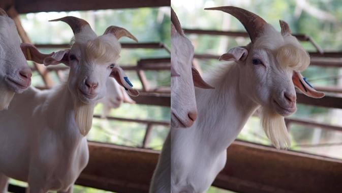 Berwajah Ganteng Kambing Ini Viral Di Media Sosial Hot Liputan6 Com