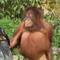 Kurang dari satu menit, video yang lucu satu ini memperlihatkan bagaimana persahabatan yang dibangun oleh para hewan.