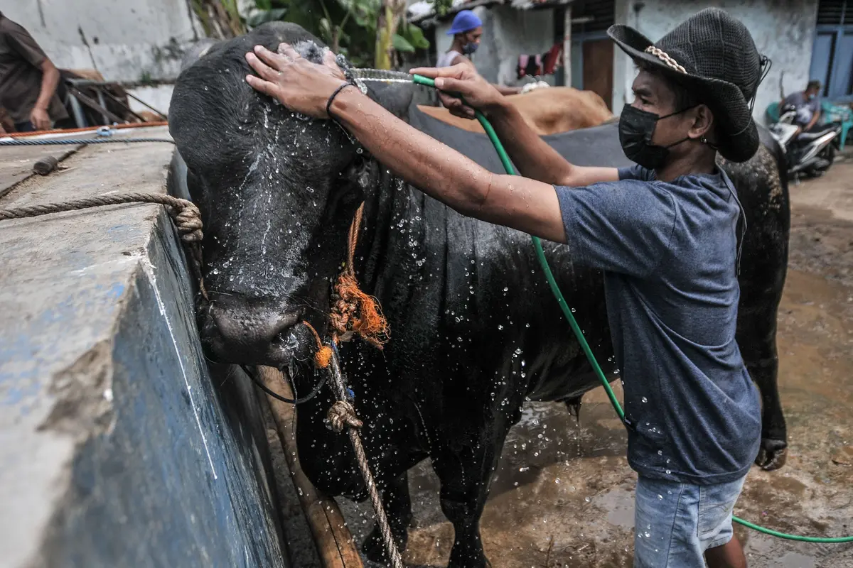 Pemeriksaan Kesehatan Hewan Kurban di Masa Pandem