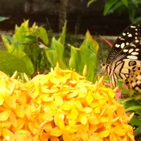 Pahlawan nggak melulu turun ke medan peperangan. Menyelamatkan kupu-kupu di Jayapura yang sudah hampir punah juga pantas disebut pahlawan. | Sumber Foto: Asrida Elisabeth/mongabay.co.id