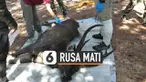 Seekor rusa mati di Thailand karena perutnya dipenuhi sampah seberat 7 kilogram. Sampah mulai dari plastik hingga pakaian dalam pria.