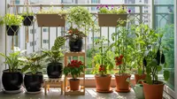 7 Tanaman Buah yang Cocok untuk Rumah Cluster Tanpa Halaman, Ideal untuk Balkon atau Teras