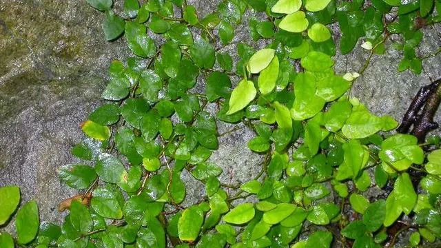 Ficus pumila