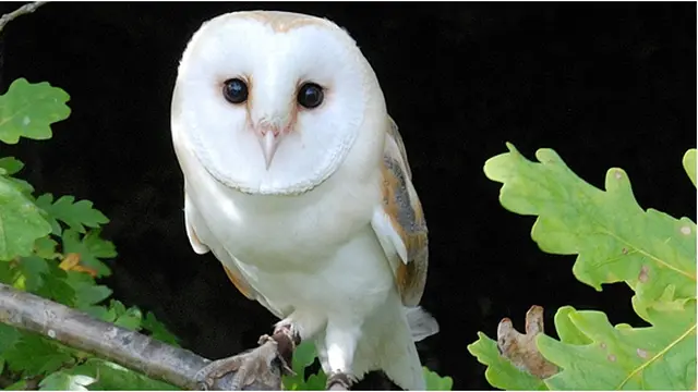 (c)flybirdsofprey.co.uk