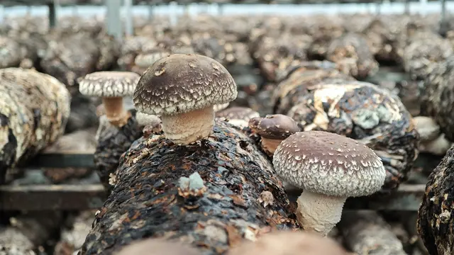 Media Bibit Jamur Shiitake dan Proses Pertumbuhan Miselium