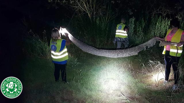 Jejak ular piton yang jadi buronan di Polandia (Animal Rescue Poland)