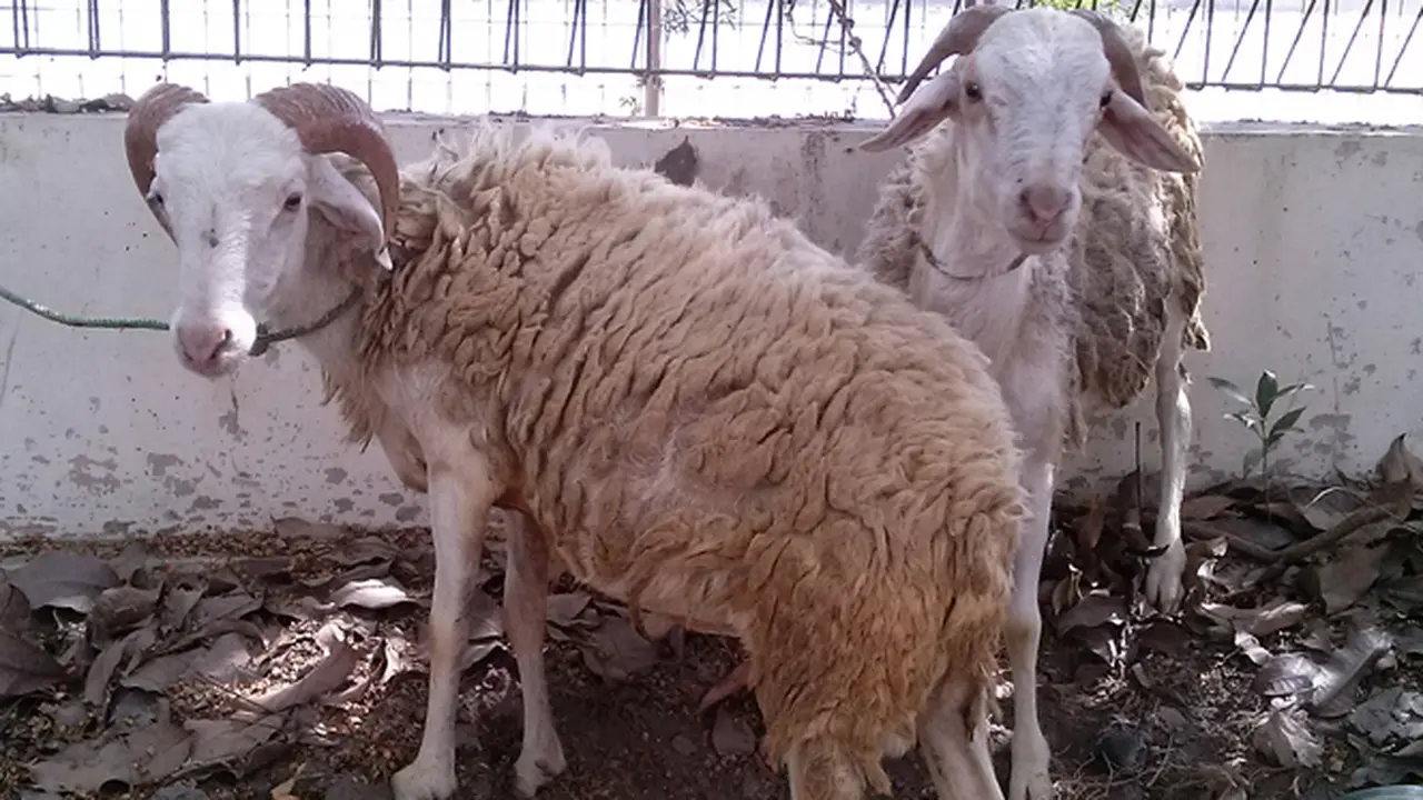 KMP Biologi UGM Berqurban 2 Ekor Domba
