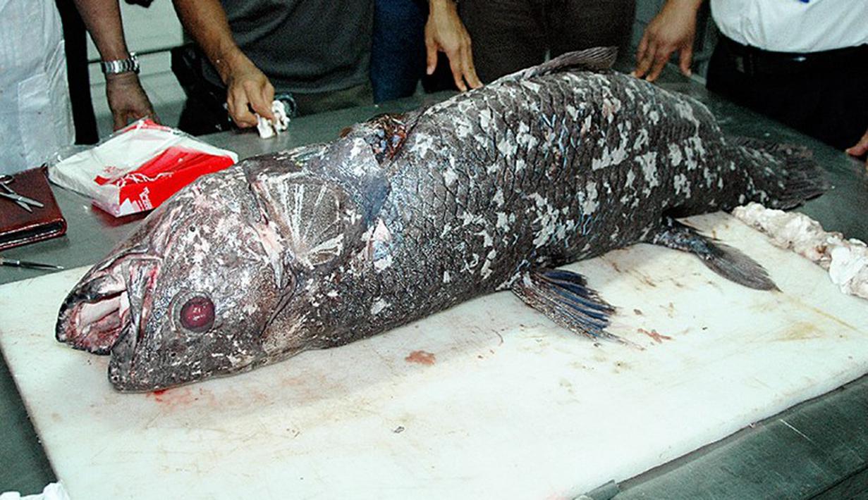 Ikan Coelacanth diduga sudah ada sejak era Devonian sekitar 380 juta tahun silam. Ikan   Coelacanth masih bisa ditemukan di perairan Indonesia Timur. (AFP Photo/Ronan Bourhis)
