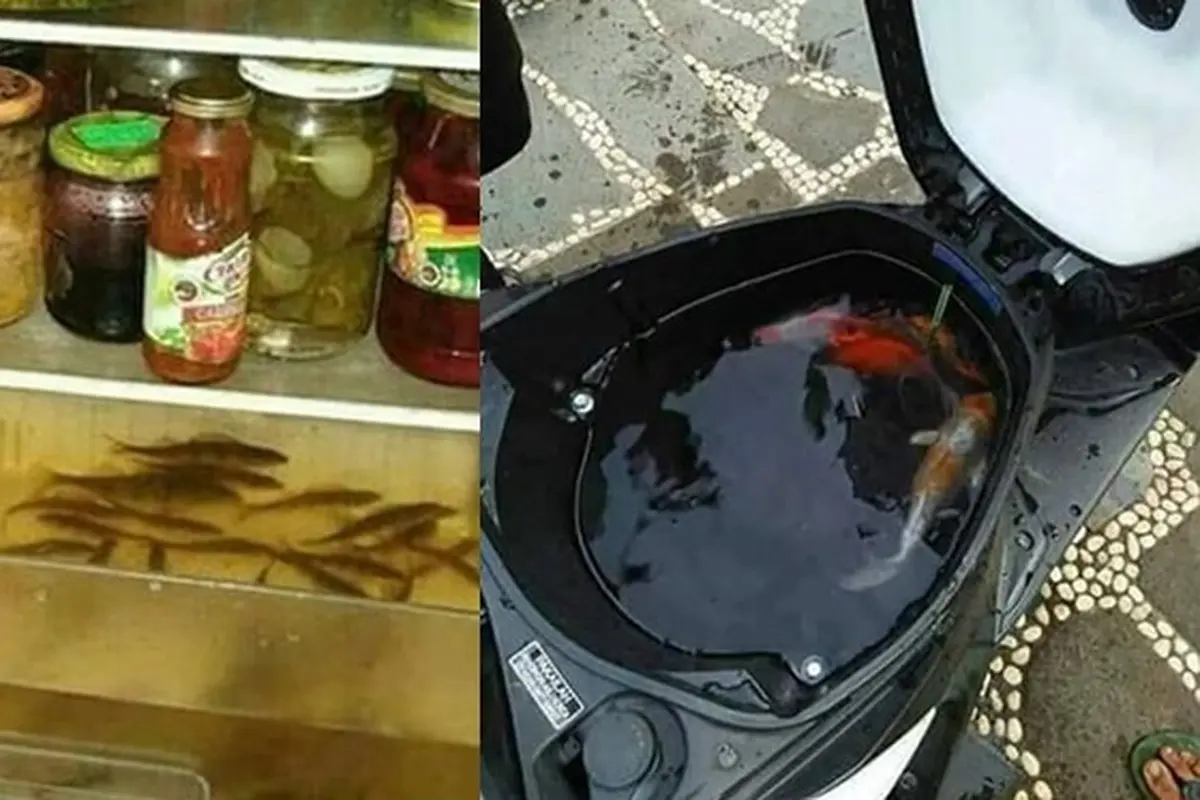 6 Akuarium Low Budget Ini Absurd Banget, Enggak Habis Pikir