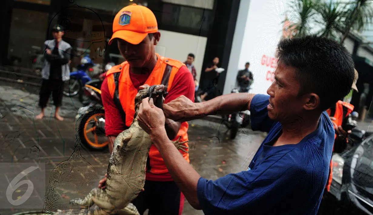 Petugas Dinas Kebersihan DKI mengikat seekor biawak yang ditemukan ketika berjibaku menyurutkan genangan banjir di kawasan Kemang, Jakarta Selatan, Selasa (4/10). Biawak sepanjang 2 meter muncul dari saluran air. (Liputan6.com/Gempur M Surya)