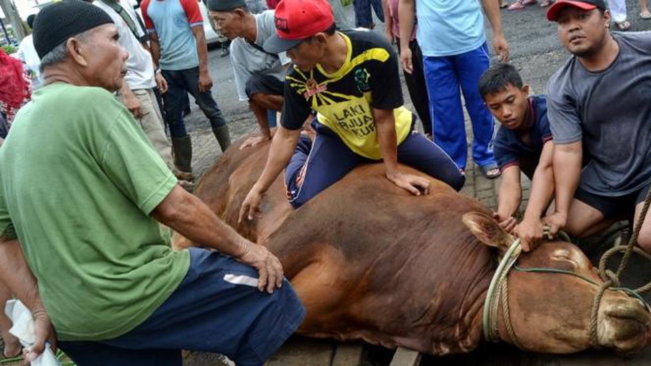 Top 3: Fakta-Fakta di Balik Kurban Sapi Raksasa Sumbangan Jokowi