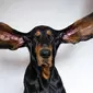 Seekor coonhound hitam dan cokelat bernama Lou dianugerahi Guinness World Record setelah masing-masing telinganya diukur dengan panjang 12,38 inci. Foto milik Guinness World Records