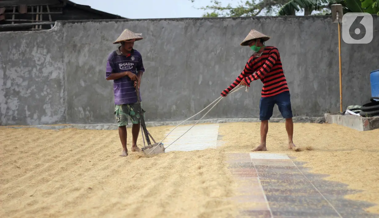 Pekerja menjemur gabah di Kabupaten Tangerang, Banten, Selasa (14/7/2020). Selama semester I 2020, Perum Bulog telah merealisasikan serap gabah petani secara langsung sebanyak 700 ribu ton setara beras guna meningkatkan ketahanan stok cadangan beras. (Liputan6.com/Angga Yuniar)