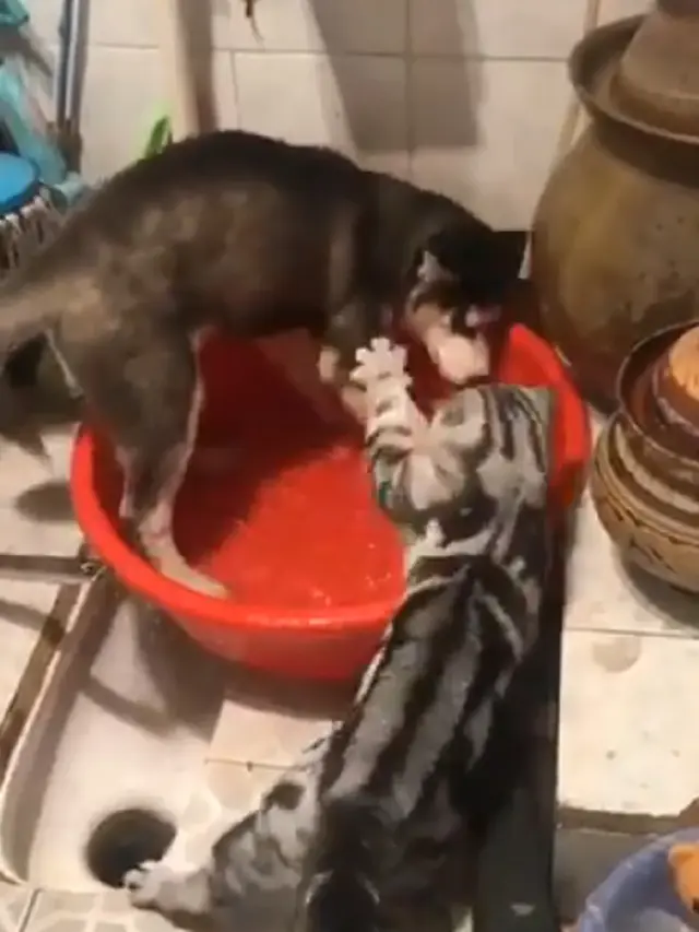 Viral, Aksi Kucing Memarahi Anjing Ini Bikin Warganet Terhibur.