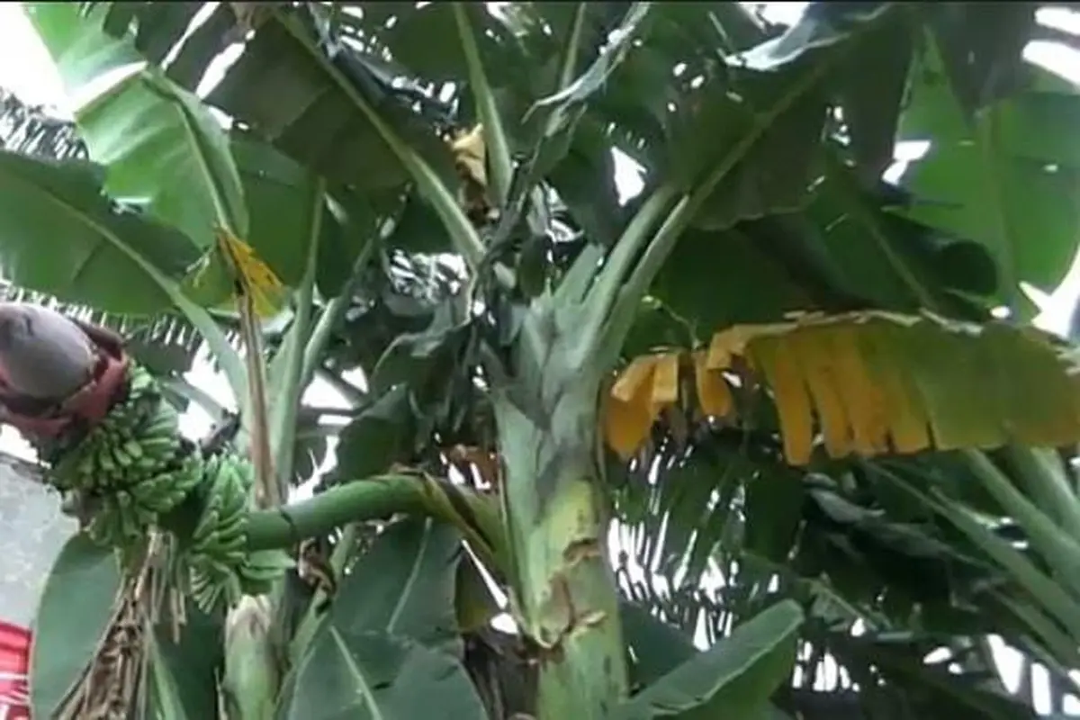 Pisang Berbuah di Tengah Batang