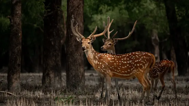 Deer