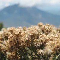 Supaya kamu bisa menikmati keindahan bunga edelweis di Indonesia, tempat-tempat ini yang harus didatangi.