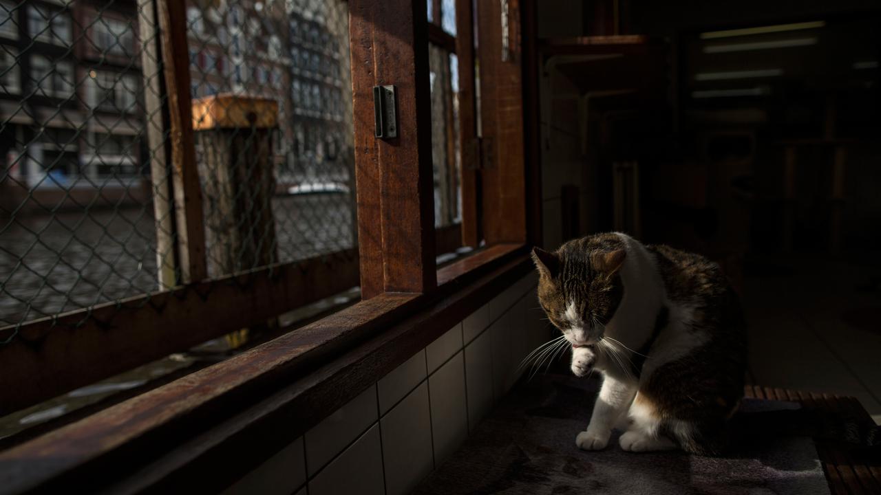 Mengintip Uniknya Kapal Kucing di Amsterdam