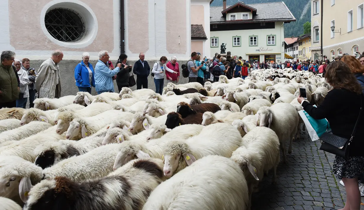 Warga dan turis mengambil gambar saat ratusan domba pegunungan melintas di jalan Mittenwald, Jerman Selatan (9/9). (AFP Photo/dpa/Angelika Warmuth)